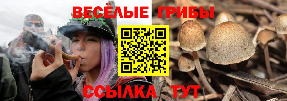 Псилоцибиновые грибы Psilocybe  Вход с VPN  Медногорск 